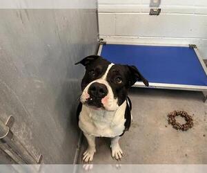 American Pit Bull Terrier-Unknown Mix Dogs for adoption in Tavares, FL, USA