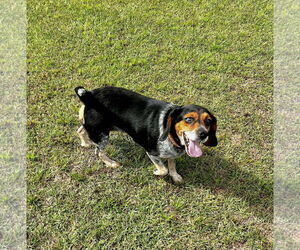 Beagle Dogs for adoption in Spring Lake, NC, USA