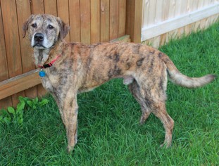 Plott Hound Dogs for adoption in Westminster, MD, USA
