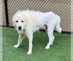 Great Pyrenees Dogs for adoption in Norco, CA, USA