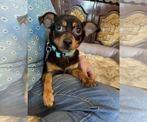 Chihuahua-Unknown Mix Dogs for adoption in Holly Springs, NC, USA