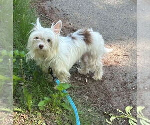 Maltese-Unknown Mix Dogs for adoption in Plymouth, MN, USA