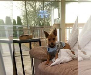 Miniature Pinscher-Unknown Mix Dogs for adoption in Bow, WA, USA