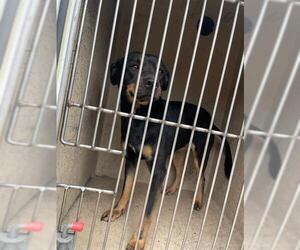 Rottweiler-Unknown Mix Dogs for adoption in Oklahoma City, OK, USA