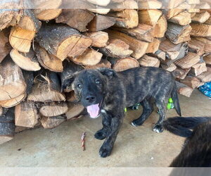 Labrador Retriever-Unknown Mix Dogs for adoption in Sterling, MA, USA