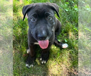 Mutt Dogs for adoption in New London, WI, USA