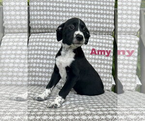 Border Collie Dogs for adoption in Parker Ford, PA, USA