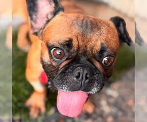 French Bulldog-Unknown Mix Dogs for adoption in Tempe , AZ, USA