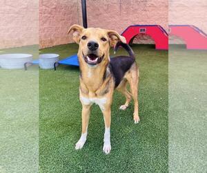German Shepherd Dog-Unknown Mix Dogs for adoption in Rockwall, TX, USA