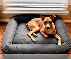 Rhodesian Ridgeback-Unknown Mix Dogs for adoption in North Richland Hills, TX, USA