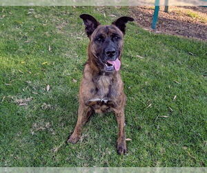German Shepherd Dog Dogs for adoption in San Clemente, CA, USA