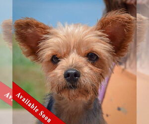 Mutt Dogs for adoption in Huntley, IL, USA