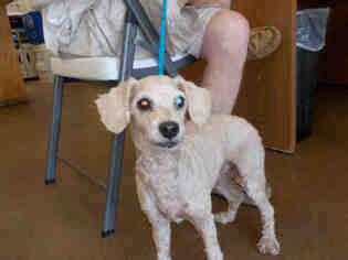 Poodle (Miniature) Dogs for adoption in Temple, TX, USA