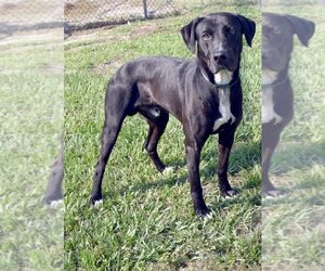 Labrador Retriever Dogs for adoption in Kingsland, GA, USA