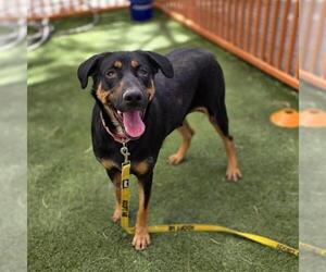 Rottweiler-Unknown Mix Dogs for adoption in Las Vegas, NV, USA