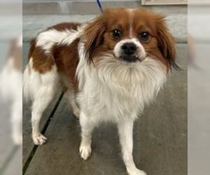 Japanese Chin Dogs for adoption in Salinas, CA, USA