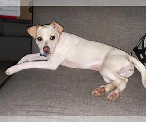 Labrador Retriever-Unknown Mix Dogs for adoption in Rosenberg, TX, USA