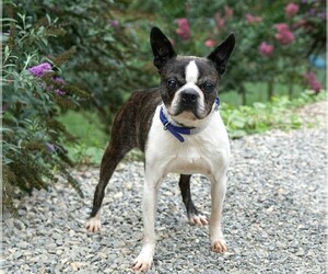 Boston Terrier Dogs for adoption in Rocky Mount, VA, USA