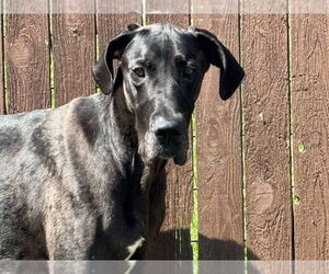 Great Dane Dogs for adoption in Bullard, TX, USA
