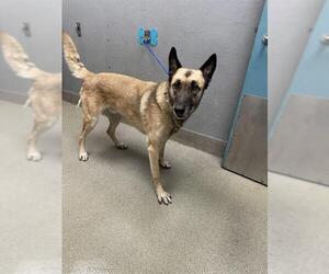 German Shepherd Dog-Unknown Mix Dogs for adoption in Las Vegas, NV, USA