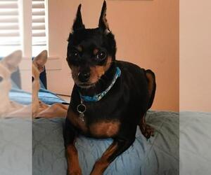 Miniature Pinscher Dogs for adoption in St Helens, OR, USA