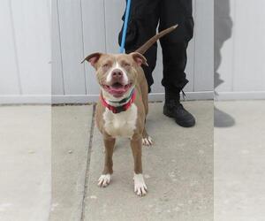 American Pit Bull Terrier Dogs for adoption in Louisville, KY, USA