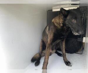 Mutt Dogs for adoption in Houston, TX, USA