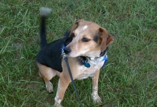 Beagle-Unknown Mix Dogs for adoption in Princeton, MN, USA