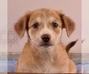 Medium Photo #1 Chi-Corgi Puppy For Sale in Sheridan, CO, USA