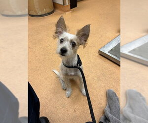 Mutt Dogs for adoption in Martinez, CA, USA