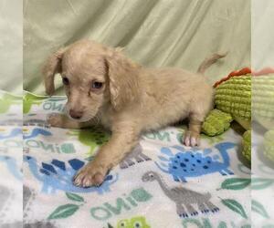 Cocker Spaniel-Unknown Mix Dogs for adoption in Modesto, CA, USA