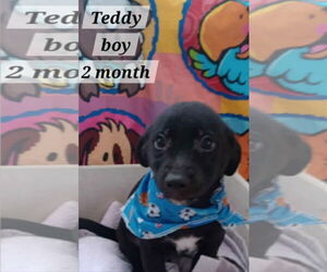 Chihuahua-Unknown Mix Dogs for adoption in Virginia Beach, VA, USA