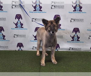 German Shepherd Dog Dogs for adoption in Orlando, FL, USA