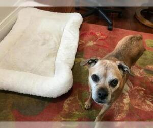Puggle Dogs for adoption in Caldwell, NJ, USA