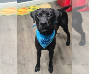 Labrador Retriever-Unknown Mix Dogs for adoption in Lakewood, CO, USA