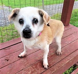 Jack Russell Terrier Dogs for adoption in Franklin, TN, USA