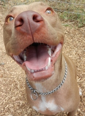 Medium Photo #1 American Pit Bull Terrier-Unknown Mix Puppy For Sale in Cedar Creek, TX, USA