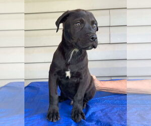 Labrador Retriever-Unknown Mix Dogs for adoption in Sanford, FL, USA