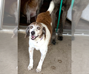 Beagle Dogs for adoption in Dripping Springs, TX, USA