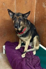 German Shepherd Dog Dogs for adoption in Burlington, WA, USA