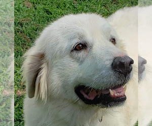 Great Pyrenees-Unknown Mix Dogs for adoption in Silver Spring, MD, USA