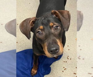 Doberman Pinscher-Unknown Mix Dogs for adoption in Sterling, MA, USA