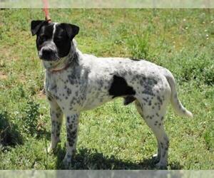 Catahoula Leopard Dog Dogs for adoption in Cochise, AZ, USA
