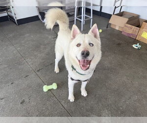 Siberian Husky Dogs for adoption in Berkeley , CA, USA
