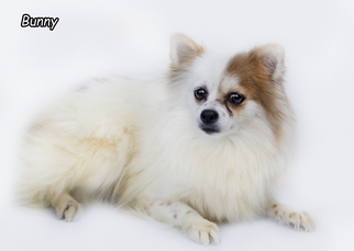 Pomeranian Dogs for adoption in Shamokin, PA, USA