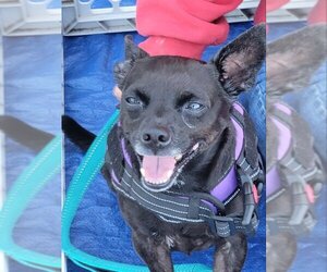 Chiweenie Dogs for adoption in Rocky Mount, NC, USA
