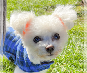 Bichon Frise Dogs for adoption in San Ramon, CA, USA