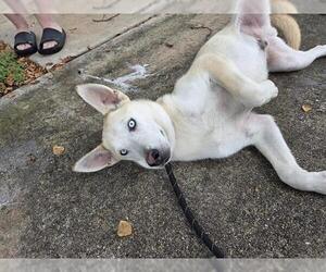 Siberian Husky-Unknown Mix Dogs for adoption in San Antonio, TX, USA