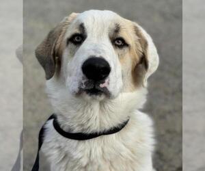 Anatolian Shepherd-Unknown Mix Dogs for adoption in Woodland, CA, USA