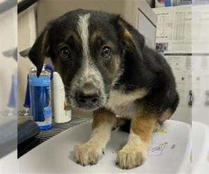 Australian Shepherd-Unknown Mix Dogs for adoption in Visalia, CA, USA
